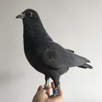 1Pcs real Taxidermy Eurasian pigeon Columba specimen Teaching / Decoration image 3