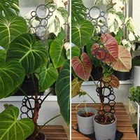 1Pcs Wrought Iron Plant Trellis Metal Potted Stand Rust Resistant for Supporting Climbing Plants Indoor Garden Decor Flowerpot