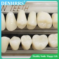 28teeth Resin Denture Teeth Dental Synthetic Resin Teeth Teeth Teaching Model Permanent Teeth Model Dental Material