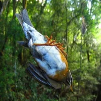 15m Mesh Anti Bird Mist Net Agriculture Orchard Protection Anti Damage Supply Garden Accessories Plant Anti Bird Net