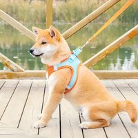 Multi-color Escape Proof Cat Harness with Leash Set Reflective Mesh Breathable Vest for Kitten Puppy Outdoor Walking