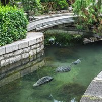 Pool Floating Crocodile Decoy Sculpture Mischievous Toy Decorative Deterrent