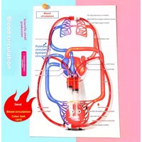 DIY Blood Circulation Model STEM Science Kit Human Body Educational Experiment Toy for Kids Biology Learning and Teaching
