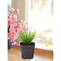 Pots For Seedlings Black Square Seedling Cups 50pcs Starter Pots Seedling Pots Nursery Pot Gardening Kit For Fruits Seedlings