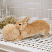 Bite Resistant Rabbit Soothing Ball Plush Soft Rabbit Calming Ball Simulated Rabbit Buttocks Comfortable Rabbit Soothing Toy