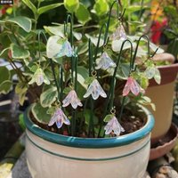20pcs Sparkling Artificial Lilies of The Valley Flowers Decorative Mini Bellflower Garden Stake Colorful DIY