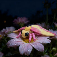 Kawaii Rosy Maple Moth Plush Toy Lifelike Rosy Maple Moth Plush Stuffed Animals Christmas Birthday Gift Insect Enthusiast Kids