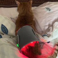 Pet Care Home Use Infrared Red Light Therapy Belt Wrap for Dogs Cats
