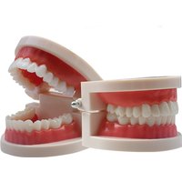 1Pc Standard Dental Model Teeth Teaching Model Plastic Teeth Model for Dentist Dental Students Studying Education Display Cheap