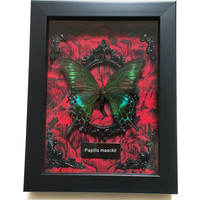 Real Butterfly Framed Authentic Butterflies Specimen in Shadow Box Collection Unique Taxidermy Collectables Stand Alone Frame