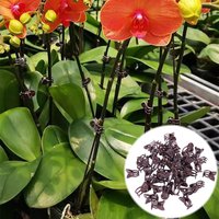 50pcs Flower Support Clips Butterfly Orchid Stem Clips Vine Fixing Clamps Garden Tools for Vegetables Plants