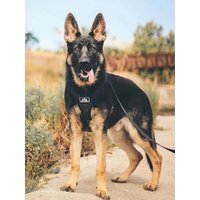 Heavy Duty Double Buckle Design Tactical Dog Collar - Military-Grade Dog Collar with Handle for Medium and Large Dogs