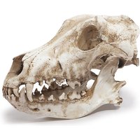 Jackal Skull Ornament Decoration Wolf Skull Specimen Model Halloween Props Window Bar Display Decor Photography Shooting Props