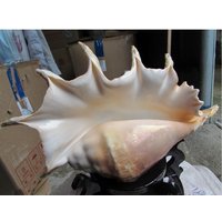 Giant Natural Seven Point Conch Seashell for Home Aquarium Decor Wedding Centerpiece Display Gift