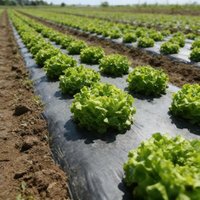 Atmungsaktive Perforierte Unkrautbekämpfungsfolie für die Landwirtschaft, Kunststoff-Gartenlandschaftsabdeckung, Unkrautentfernungsgewebe, 1 Stück