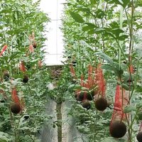 100 Pc Durable Plastic Garden Netting Suitable For Watermelon Melons Vertical Planting Fruit Storage Hammock Reusable With Strap