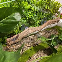 Reptile Branch Unique Reptile Climbing Decor Reptile Decor Wooden Tree Trunk Ornament Habitat Decorations Non-slip Climbing