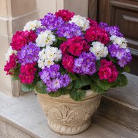 Artificial Flowers Geraniums 6/9/12pcs Bulk Fake Geranium Flower for Patio Window Box Home Living Room Garden Outdoor Decoration
