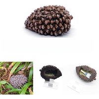 New product creative resin simulation 1: 1 pine cone shape key box anti-loss insurance storage box money hiding artifact storage