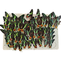2-20 pcs natural Real Butterflies Specimen (Urania ripheus)