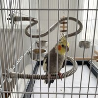 1PC Flexible Stainless Steel Parrot Perch Stand Bendable Bird Toy Adjustable Cage Accessories for Budgie Lovebird Parakeet Mount