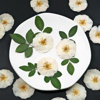 6pcs,9pcs,Nature White Rose Pressed Flowers DIY Craft Dried Rose Leaves for Epoxy Resin Wax Seal Stamp Photo Frame Specimen Gift
