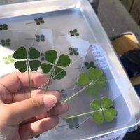 5-20Pcs Lucky Clover Postcards Grass Transparent Wishing Cards Ideal for Bookmarks & Decorations Perfect Holiday Gifts