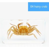 1Pc Creative Clear Amber Resin Insect Specimen Reading Tools Home Decor Teaching Aids