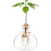 Avocado Seed Starter Glass Vase, Avocado Tree Growing Kit, Home Germination Planter Pot, Unique Gardening Gift