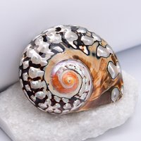 APDGG 2 Pcs Big Natural Colorful Sea Conch Shell Connector Pendant Charms Beads Jewelry DIY