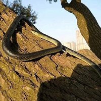 127cm 5-Types Snake Simulation Anaconda Fake Realistic Rubber Toy Scary Halloween To Scare Birds Props Prank Trick Toy