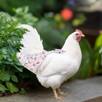 1/2Pcs Cute Cartoon Fashion Chicken Duck Vest Diaper Hen Belt Pet Traction Rope Set Comfortable Leads Pet Poultry Supplies