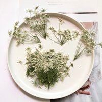 30pcs Pressed Dried Natural White Multi-head Ammi Majus Flower Plant Herbarium For Jewelry Postcard Invitation Card Bookmark DIY