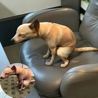 Lustiges Hundekuscheltier, das beim Hocken Kotzt, niedlich, realistisch, 3D-Druck, Heimdekoration, Stofftier, Pillo, Neuheit, Scherzartikel, Geschenk, Cartoon-Kissen, Geschenke