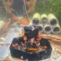 Aquarium Snail Trap Fish Tank Pest Catcher Planaria Leech Remover Tool for Freshwater