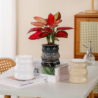 Creative Self Watering Hydroponic Plants Pot Removable Plastic Flowerpot Transparent Mini Succulent Planter Tabletop Vase