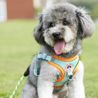 Dog Harness Leash Sets Adjustable Dog Harness for Small Dog Leash Breashable Pet Out Walking Dog Strap Cat Accessory