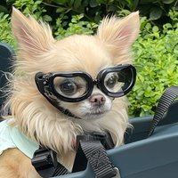 Retro Puppy Dog Pilot Goggles for Small Dogs Cycling Pet Glasses Yorkshire Pinscher Sunglasses mascotas Photography Accessories
