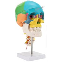 1/2 Size 3-Part Human Colored Head Skull with Cervical Vertebra Anatomical Model Medical Science Supplies