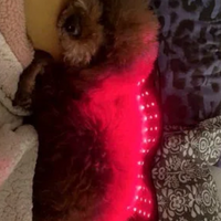 Wearable body wrap red light therapy pad horse dog cat led infrared red light therapy belt for pet