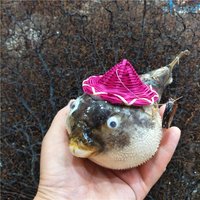 Puffer fish specimen, natural marine shell, biological fish skin, DIY fashion decoration