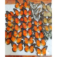 6-100 pcs natural Real Butterflies Specimen (Cethosia biblis)