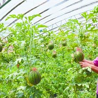 Reusable Watermelon Net with Straps Mesh Hanging Watermelon Mesh Bag Corded Vegetables Storage Hammock Net For Garden Planting