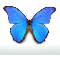 1 PC Real Butterfly Specimen Morpho Menelaus Big Blue Flash Butterfly natural Real Butterflies Specimen (Morpho menelaus)