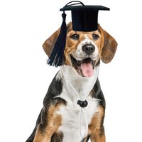 Mini Pet Graduation Caps Dog Cat Graduation Hat With Adjustable Straps Small Pets Bachelor Hat pet cosplay Photograph Props