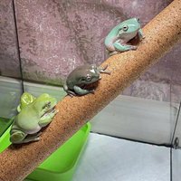 1 Piece of Accessory, Color and Style Shipped Randomly, Suitable for Reptiles and Amphibians, Tree Climbing Stick, Cork Climbing Stick, Eyelash Gecko, Giant Gekko, Pet Breeding Box Landscaping Stick,