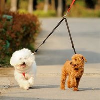 Adjustable Double Dog Leash Nylon Two in One Strong Pet Traction Rope Colorful Detachable Two Way Walking Lead for 2 Dogs