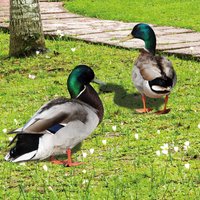 2pcs Creative Duck Ornament Garden Poultry Statue Realistic Eco-friendly Courtyard Art Sculpture Acrylic Duck Outdoor Decoration