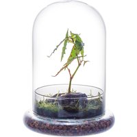 Glass Dome with Airhole Glass Cloche Bell Jar with Base Home Tabletop Display Clear Terrarium Container for Plant, Flower