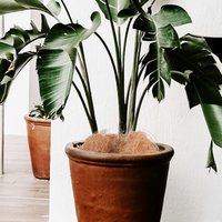 Coconut Coir Gardening Medium 100G Ideal Potting Mix for Vegetable Potted Plants Indoor Outdoor Bonsai Soil Mix